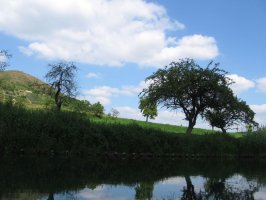 Weinberge