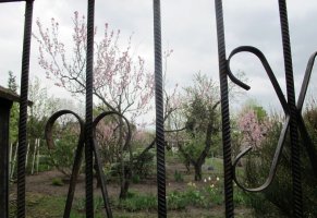 Blüten gefunden