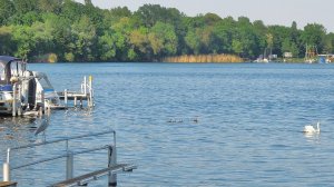 Die Gänse ziehen weiter, aber Schwan und Reiher bleiben uns treu.