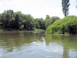 Mündung der Unstrut in die Saale