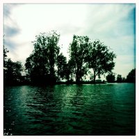 wasserbäume
